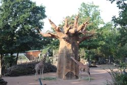 Netzgiraffen am Baobab<br>(c) Zoo Osnabrück