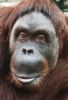 Orang