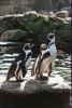 Pinguine