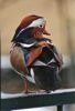 Ente