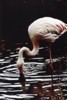 Flamingo / E. Braun