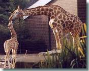 Giraffen<br>(c) Zoo Dortmund