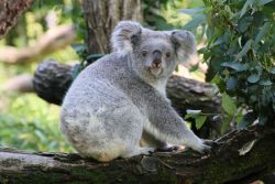 Koala Eora<br>(c) Zoo Duisburg / I. Sickmann