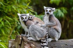 Kattafamilie (c) Zoo Duisburg / M. Appel
