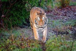 Tiger (c) Zoo Duisburg / M. Appel