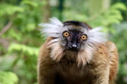 Mohrenmaki (c) Zoo Eberswalde