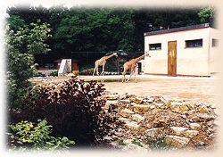 Giraffen<br>(c) Thüringer Zoopark