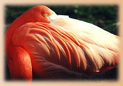 Flamingo<br>(c) Thüringer Zoopark