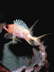 Tropenbecken<br>mehr als 150 farbenprächtige Tropenfische finden Sie in unseren Schauaquarien!