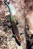 Gecko (Ph. ornata) / R. Budzinski