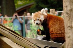 Roter Panda<br>© Zoo Görlitz