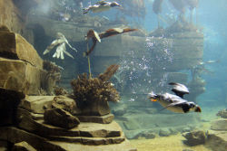 Seevogel-Voliere Unterwasser-Einsicht<br>©Toni Gunner