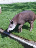 Tapir<br>(c) Erlebniszoo Hannover
