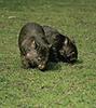 Wombat<br>(c) Erlebniszoo Hannover
