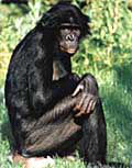 Bonobo<br>(c) Zoo Köln