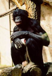 Bonobo<br>(c) Zoo Leipzig