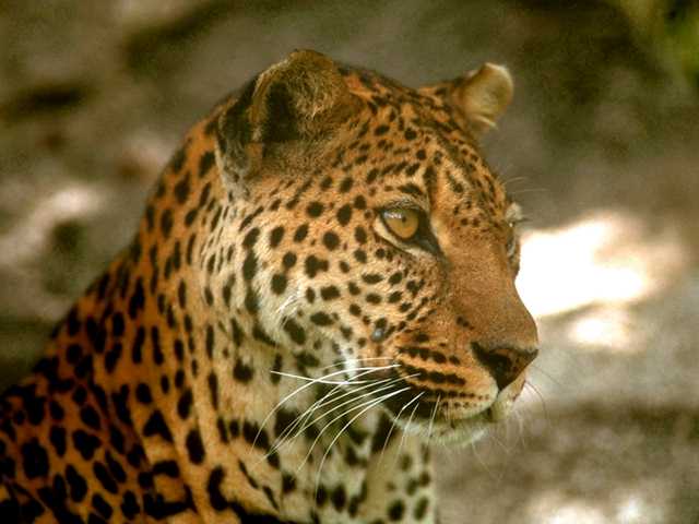 Leopard von S. Feyrer