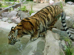 Tiger<br>(c) Zoo Magdeburg