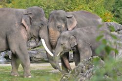 Asiatischer Elefant (c) Hellabrunn / Birgit Mohr