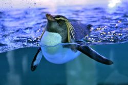 Nördlicher Felsenpinguin (c) Hellabrunn / Birgit Mohr