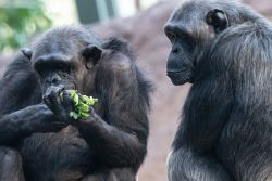 Schimpanse (c) Hellabrunn / Erwin Wolff