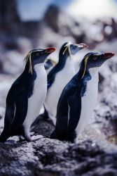 Felsenpinguine (Vorschaubild) (c) Hellabrunn / Stephan Schuhmann