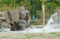 Badespaß im Elefanten-Park<br>(c) Allwetterzoo Münster