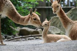 Vikunja-Nachwuchs (c) Zoo Osnabrück