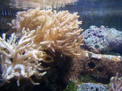 Korallenriff<br>(c) Zoo Osnabrück