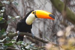 Riesentukan (c) Wilhelma