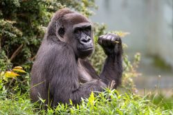 Gorilla Mutasi (c) Wilhelma