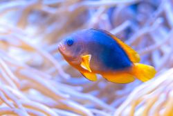 Glühkohlenfisch (c) Wilhelma