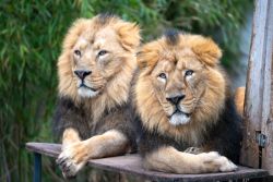 Asiatische Löwen (c) Wilhelma