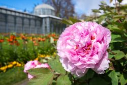 Pfingstrosen (c) Wilhelma