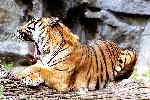 Sumatra-Tiger / M. Groß