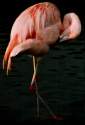 Flamingo / A. Kolbaum